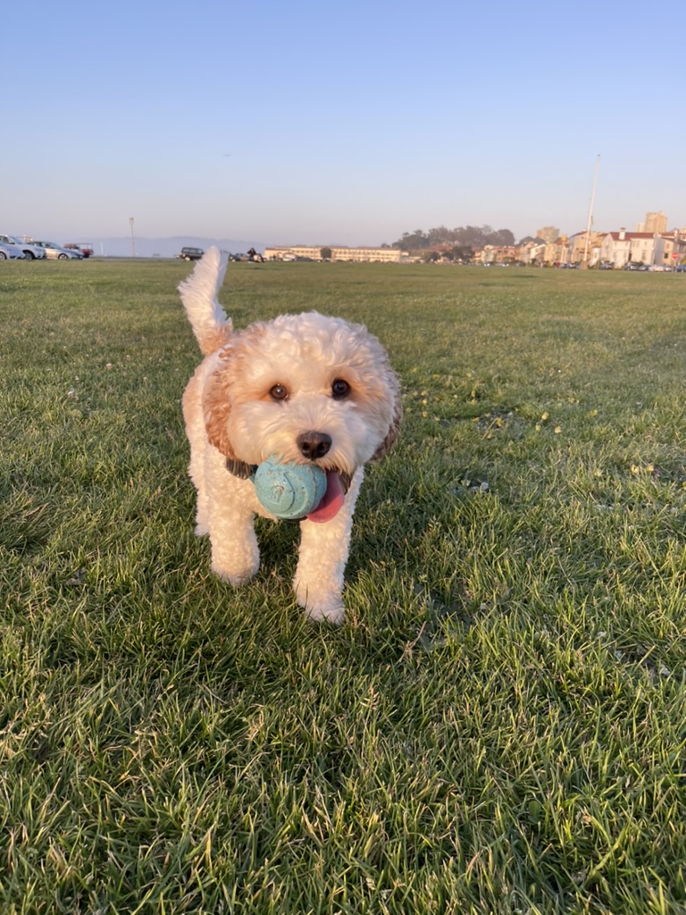 Archie